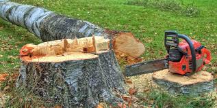 Best Tree Removal Services  in Chanhassen, MN